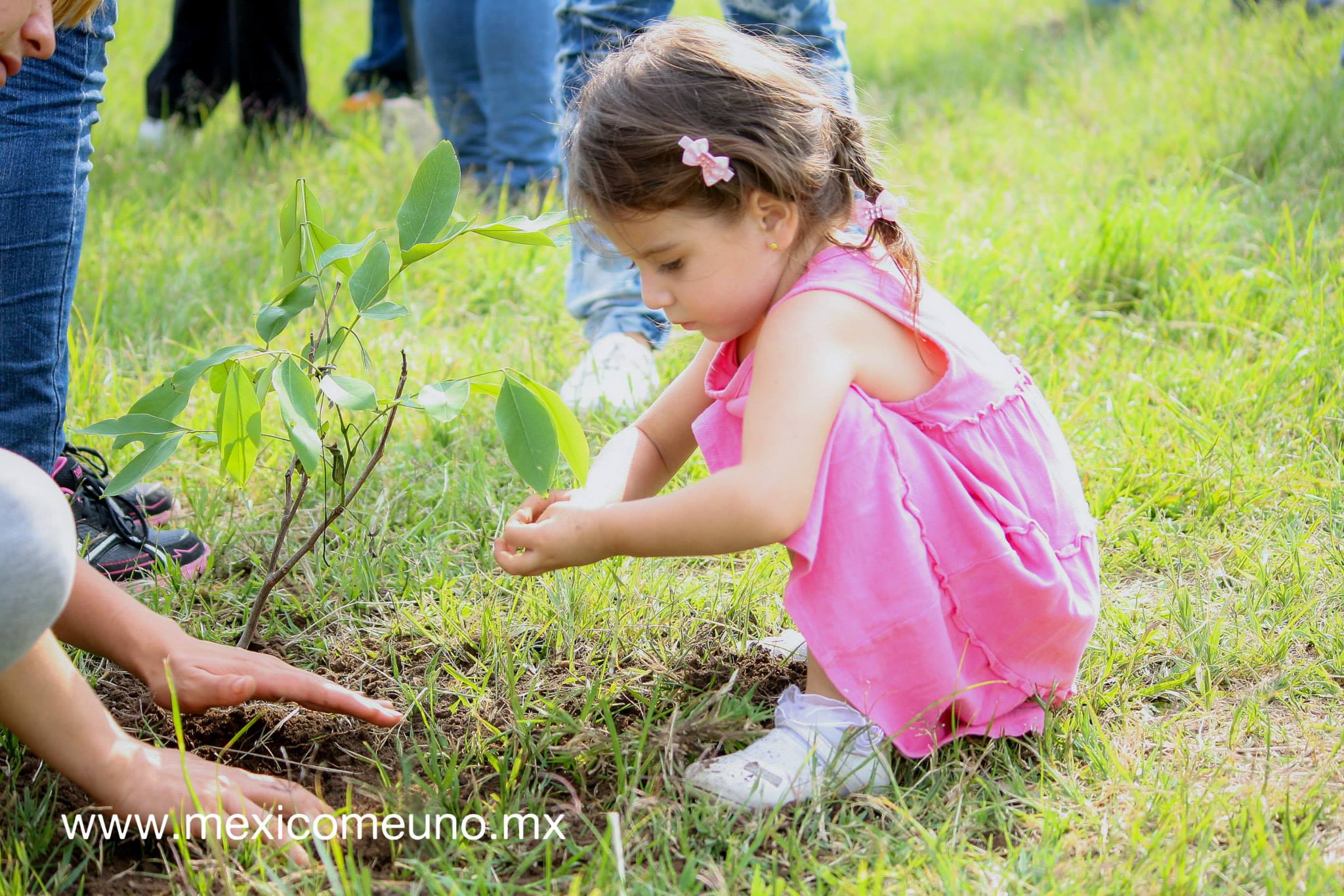 Reforestaciones